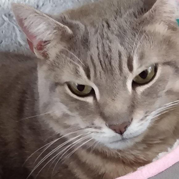 Meet your Posher, ckcatlover - Picture 1 of 1